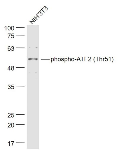 phospho-ATF2 (Thr51)磷酸化活化复制因子2