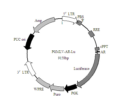 北京AR-Luc报告基因慢病毒颗粒现货