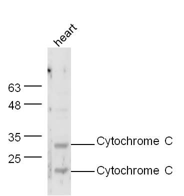 Cytochrome C细胞色素C抗体