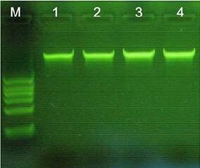 柱式植物DNA提取试剂盒