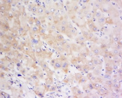 P450 1A2细胞色素P450 1A2抗体