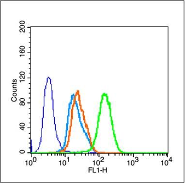 GSK-3 Beta糖原合酶激酶-3β抗体