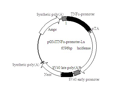 TNF-a-promoter-Luc荧光素酶报告基因质粒