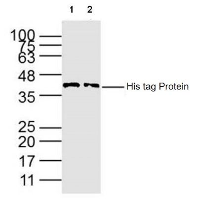 His tag聚组氨酸抗体标签单克隆抗体