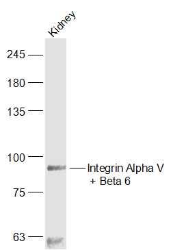 Integrin Alpha V + Beta 6整合素αV