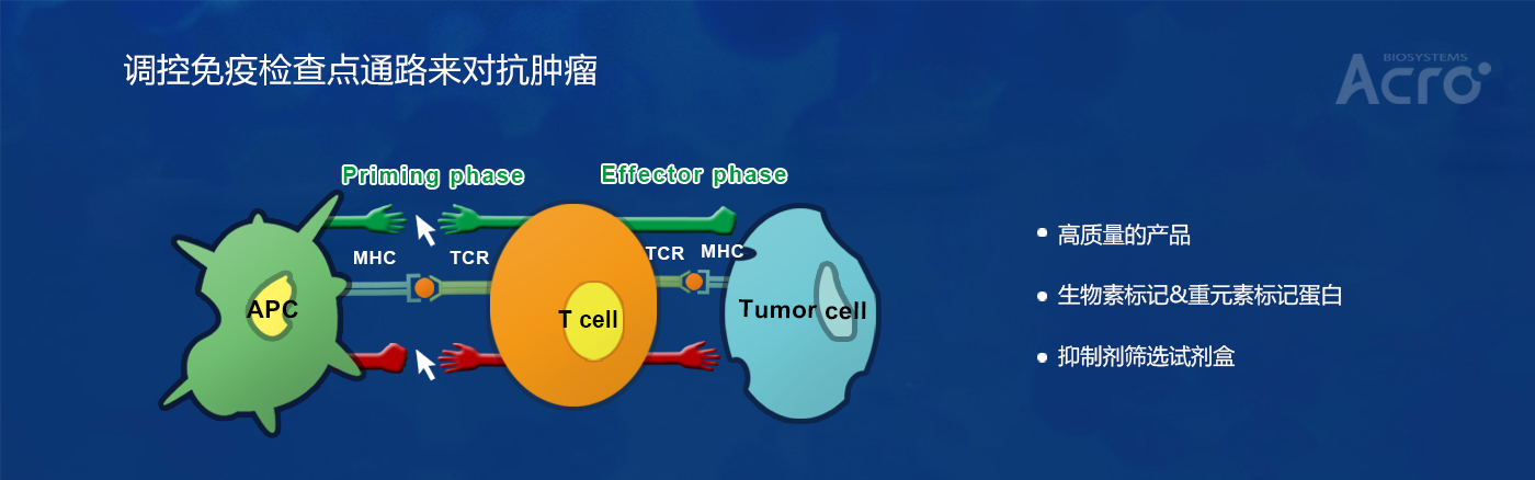 CD273/PD-L2蛋白，免疫检查点蛋白