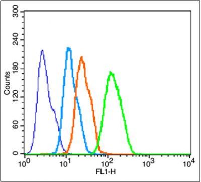Cytochrome C细胞色素C抗体