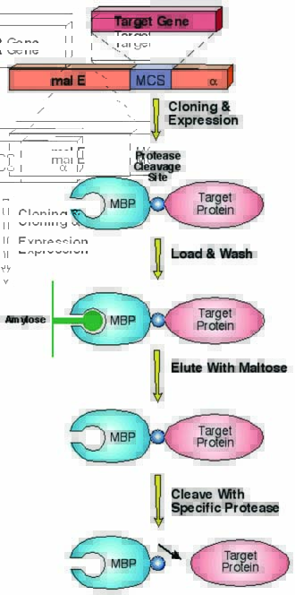 一站式MBP标签蛋白纯化套装原理