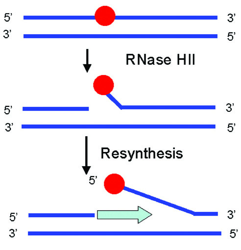核糖核酸酶HII反应示意图