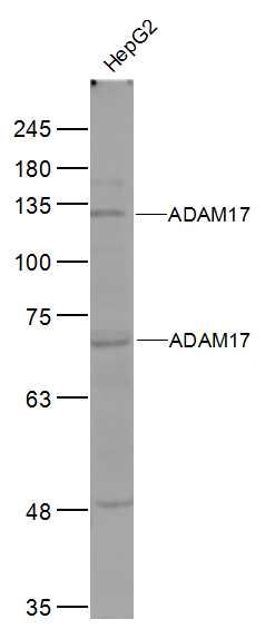 ADAM17 antibody