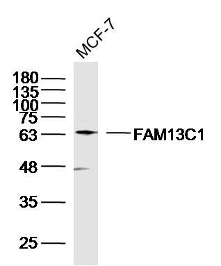 FAM13C1 antibody