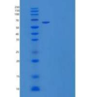 小鼠信号调节蛋白α-1/SIRPA/CD172a重组蛋白C-Fc
