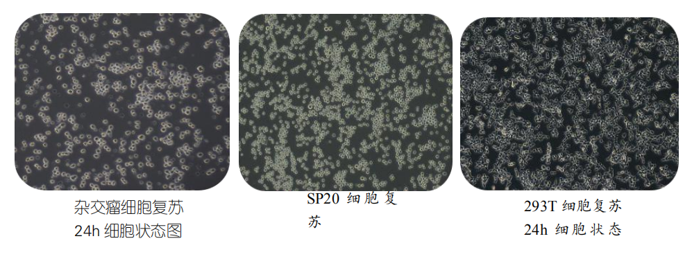 无血清细胞冻存液(科研级)
