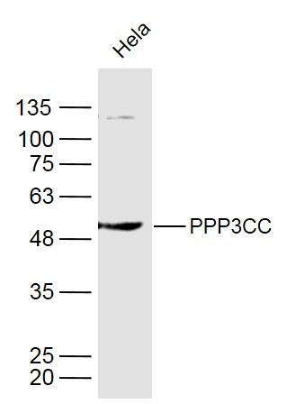 PPP3CC antibody