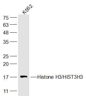 Histone H3/HIST3H3 antibody