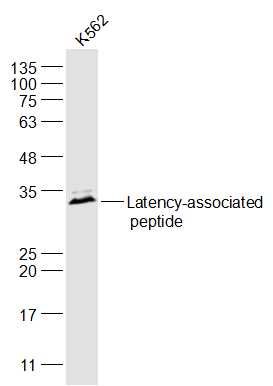 Latency-associated peptide ant