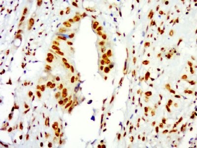Histone H3/HIST3H3 antibody