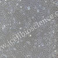 狗脐静脉内皮细胞/免疫荧光鉴定/镜像绮点（Cellverse）