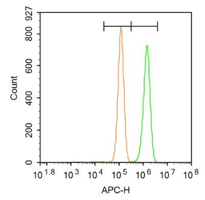 FOXN1叉头蛋白N1抗体