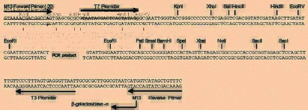 即用型蓝白T载体B型(T7-T3，有MCS)多克隆位点