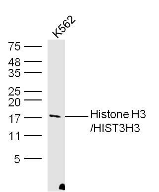 Histone H3/HIST3H3 antibody