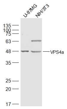 VPS4a液泡分选蛋白4抗体
