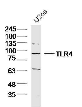 TLR4 Toll样受体4抗体