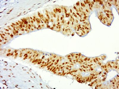 Histone H3/HIST3H3 antibody