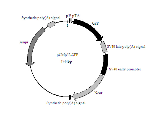 p53-GFP报告基因质粒促销