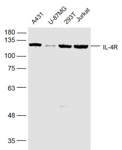 IL-4R antibody