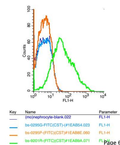 IGSF11大脑和睾丸特异性免疫球蛋白超家族成员11抗体