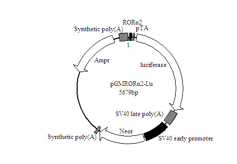 RORα2-Luc荧光素酶报告基因质粒品牌