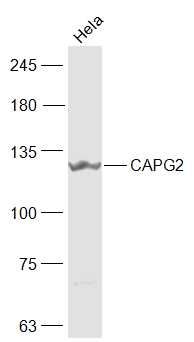 CAPG2 antibody