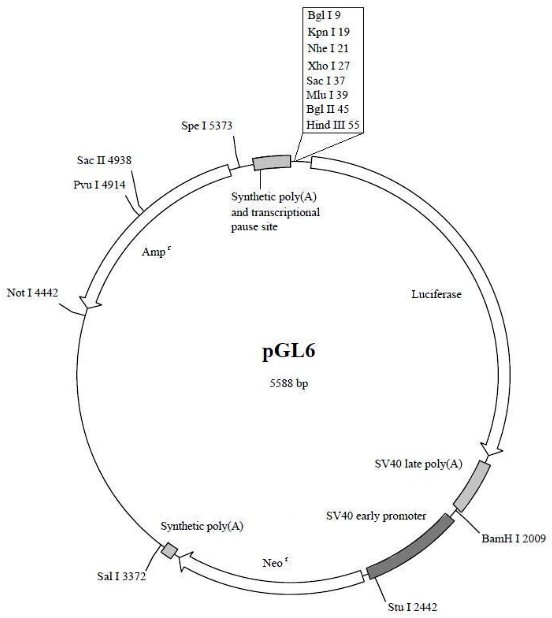 pGL6报告基因质粒试剂盒