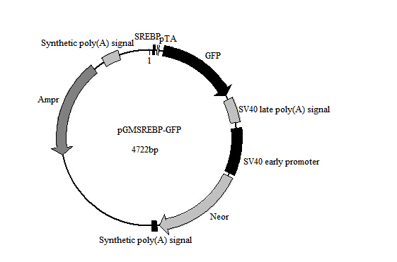 SREBP-GFP报告基因质粒特价促销