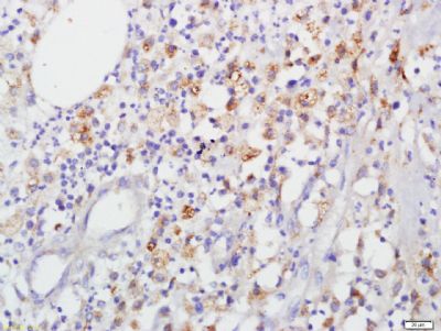 Connexin 43间隙连接蛋白43抗体