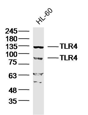 TLR4 Toll样受体4抗体