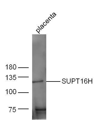 SUPT16H antibody