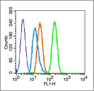 Phospho-PTEN(Ser385) antibody