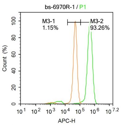 FOXN1叉头蛋白N1抗体