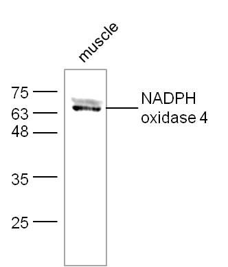 NADPH oxidase 4 antibody