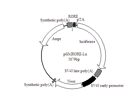 RORE-Luc荧光素酶报告基因质粒厂家