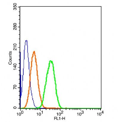 Phospho-eNOS (Ser1177) antibod