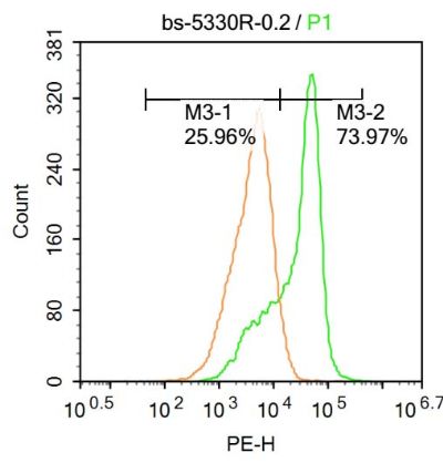 Phospho-RhoA (Ser188) antibody