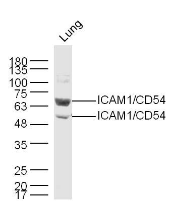 ICAM1/CD54 antibody