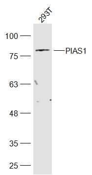 PIAS1 antibody