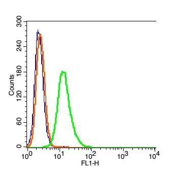 PHF8 antibody