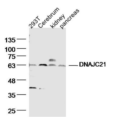 DNAJC21 antibody