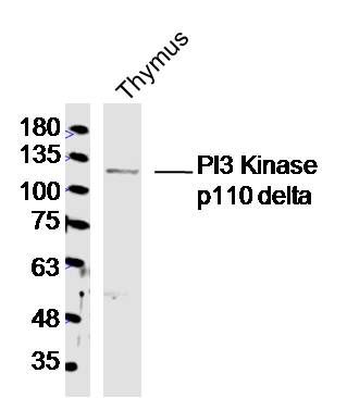 PI3 Kinase p110 delta antibody