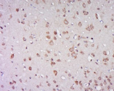 Atp1a2钠/钾离子转运ATP酶α2抗体